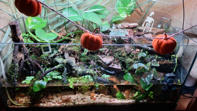 Spooky time Ça pousse plutôt bien