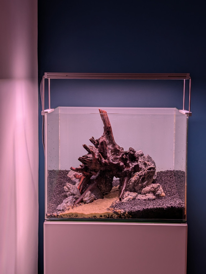 Hardscape Mise en place du hardscape , sol technique et décors .
Installation d'un fog screen en vue d'un rétro-éclairage.
Plantes à venir. ?