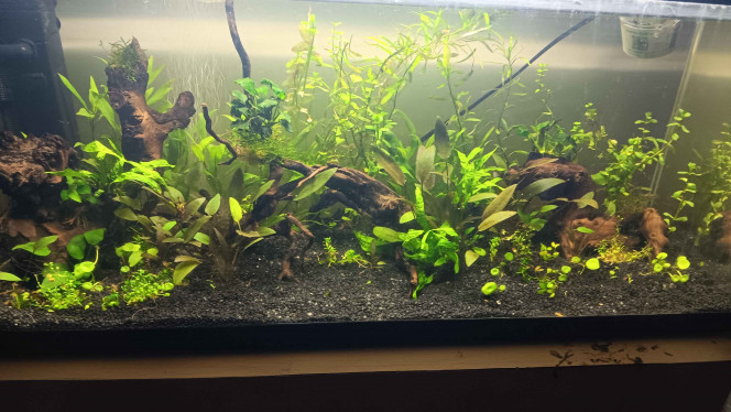 Photographie du post de Gorthak 