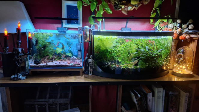 Photographie du post de ArtemusKlegg 