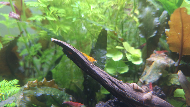 Photographie du post de ArtemusKlegg 