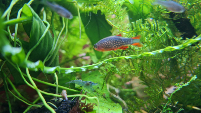 Photographie du post de ArtemusKlegg 