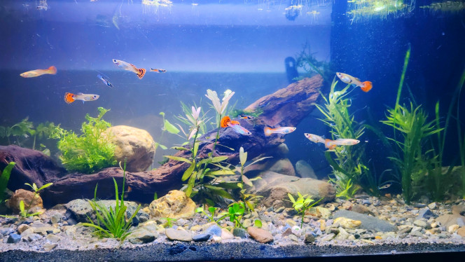  Vive le Bon Coin. Un super vendeur m'a fait un joli lot pour trois fois rien.

-	Mousse de java
-	Rare moss
-	Microsorum narrow
-	Marsilea hirsuta
-	Hydrocotyle leucocephala
-	Ceratopteris
-	Limnophila sessiliflora
-	Hétéranthera zosterifolia 
-	Pogostemon quadrifolius

L'aquarium contient 20 guppys, 10 néons et 2 corydoras. Je penses introduire d'autres corydoras.