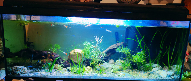 Silence, ça pousse... Je suis contente, ça pousse bien ^^