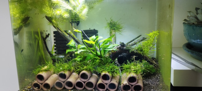 Photographie du post de Olivier1977 