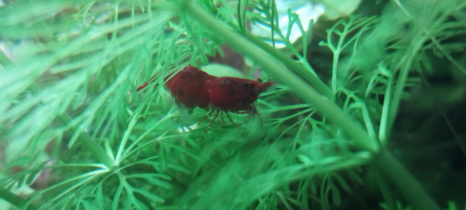 Photographie du post de Olivier1977 