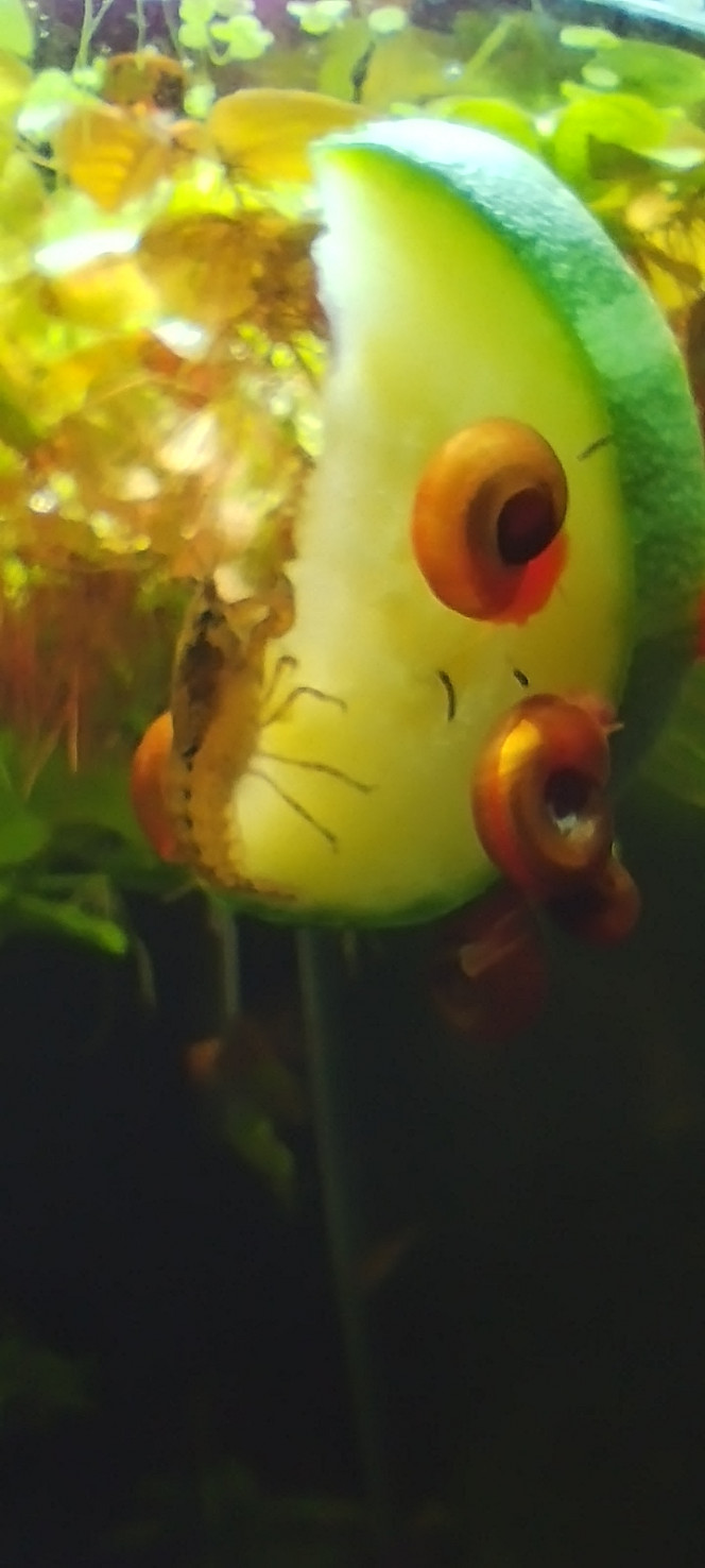 Photographie du post de Olivier1977 