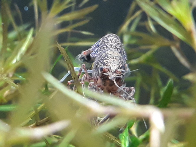 Photographie du post de Dimu 