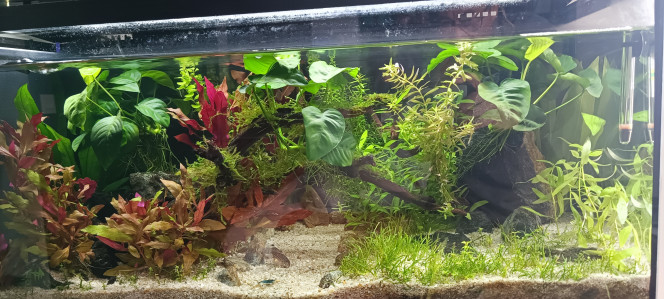 Stabilisation du po4 Après 1 changement d'eau par semaine à 40% pendant 6 semaines et 7 litres tous les 2 jours  le niveau de PO4 est stabilisé à 0.5-0.6 mais mon nitrate est très bas vu la quantité de plantes qui avaient explosés en croissance sans CO2.
Étant donné que mon PO4 ne descend pas en dessous de 0.5 malgré les changements d'eau je vais le faire stocker dans les plantes en augmentant mon nitrate pour avoir un ration de 10. J'ai acheté du nitro de easy life pour passer à 5 et 8 mg/L selon mon PO4 au lieu de 1mg/L.
Je vais aussi réfléchir pour remettre du CO2 que j'avais arrêté pour descendre le PH vers 7.2-7.4. La je suis plutôt entre 7.5-7.8, j'ai un KH de 4.
Du coup va falloir que je taille plus souvent les plantes.