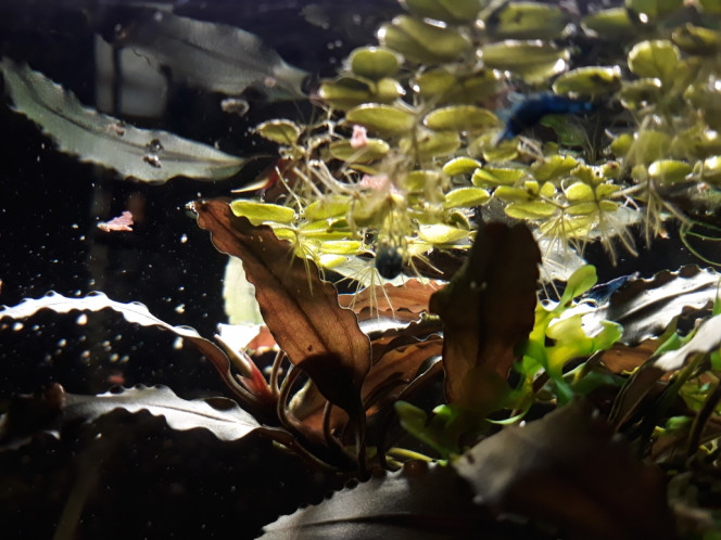 Photographie du post de Dimu 