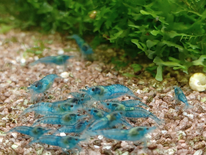 Photographie du post de Dimu 