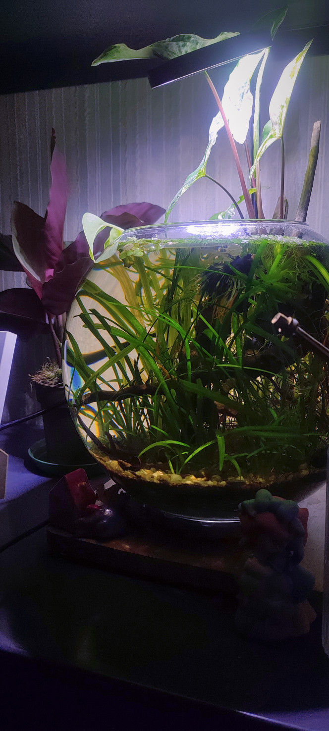 Déplacée dans ma chambre 