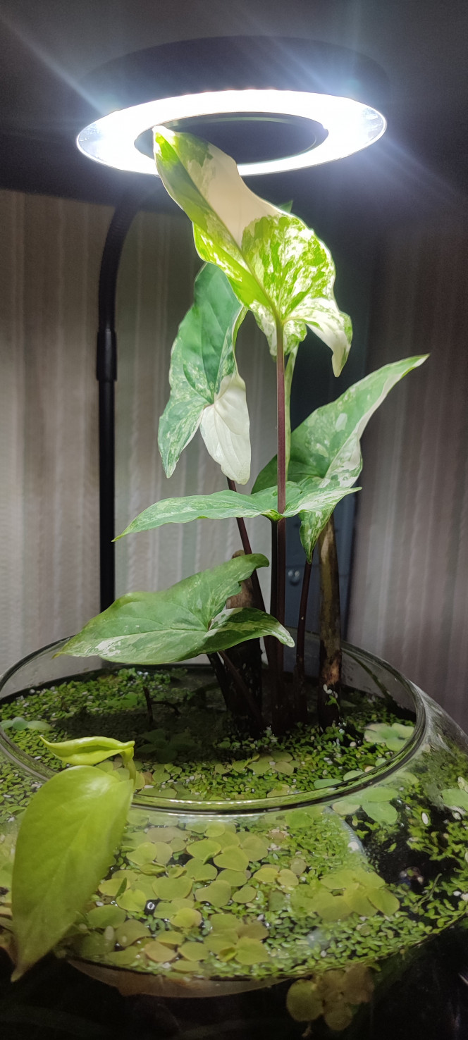 Déplacée dans ma chambre 