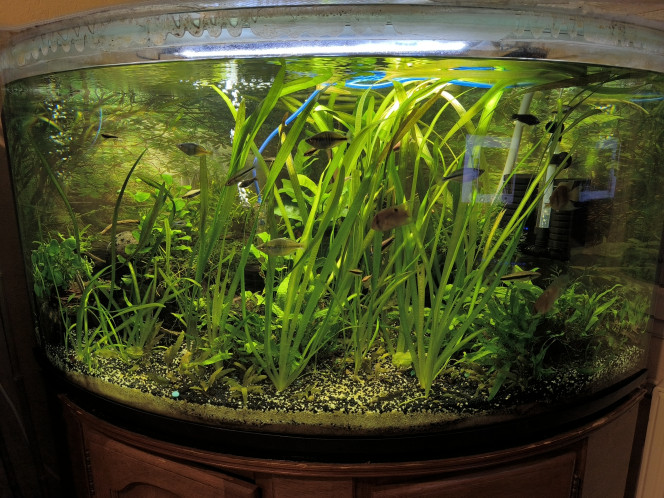  Les Vallisneria se sont bien adaptés et se multiplient beaucoup.