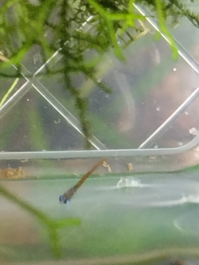 Photographie du post de lolo95 