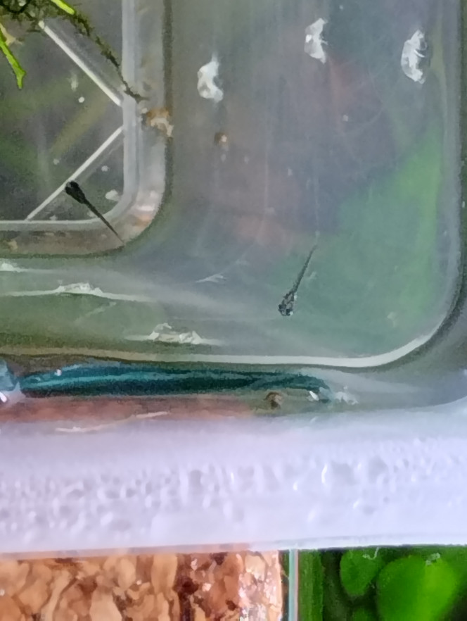 Photographie du post de lolo95 