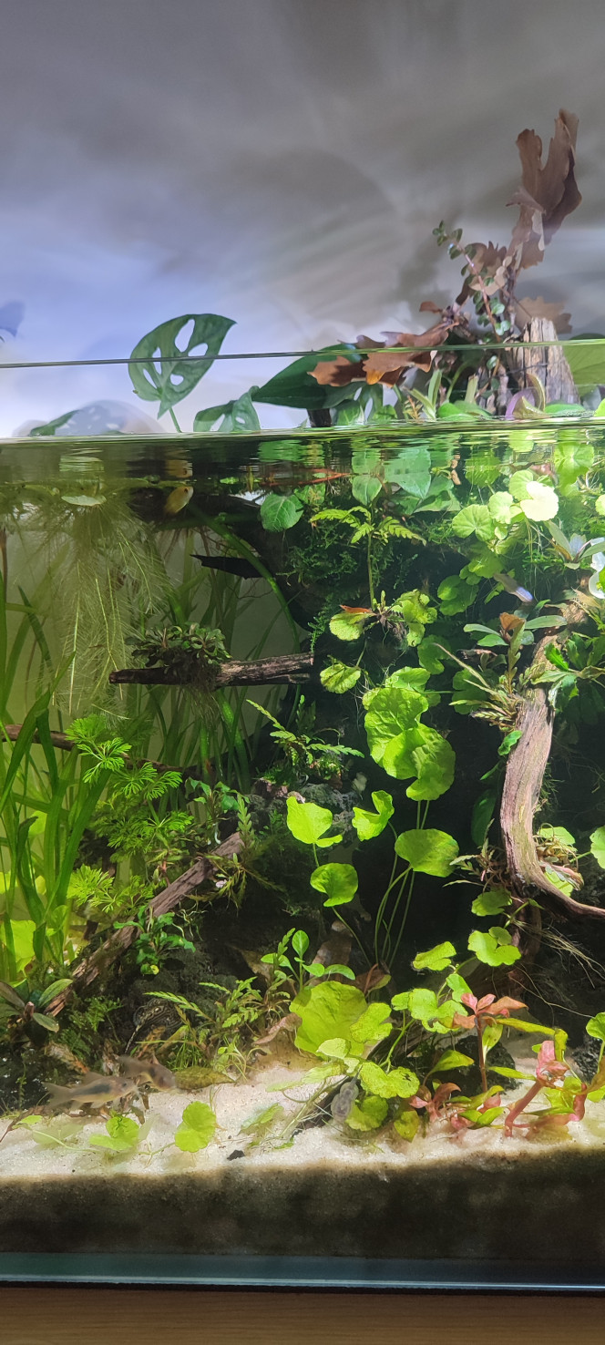 Ça pousse Les algues perdent du terrain.