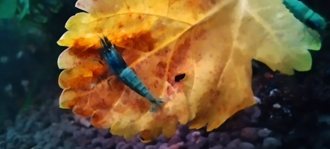 Photographie du post de Olivier1977 