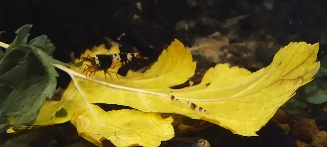 Photographie du post de Olivier1977 