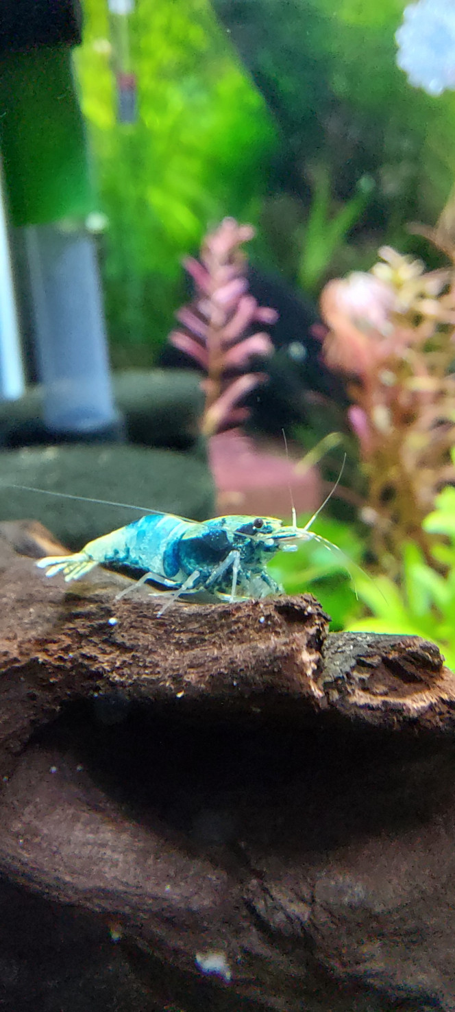 Photographie du post de aqua1230 