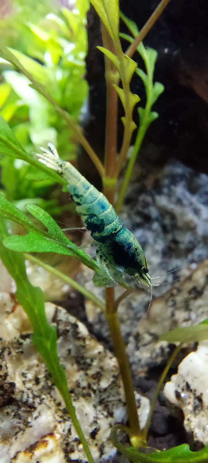 Photographie du post de aqua1230 