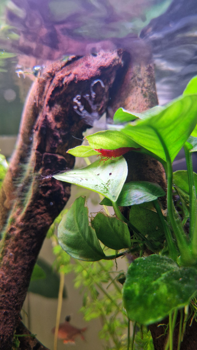 Neocaridina davidi Red Cherry