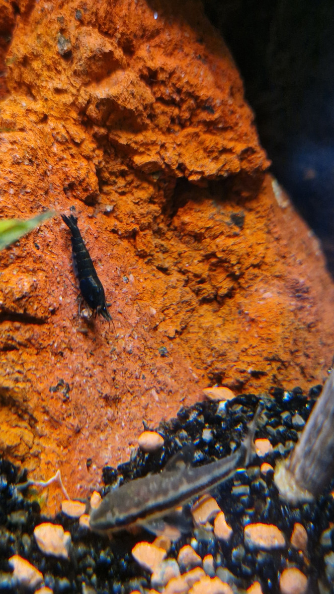 Neocaridina davidi Black