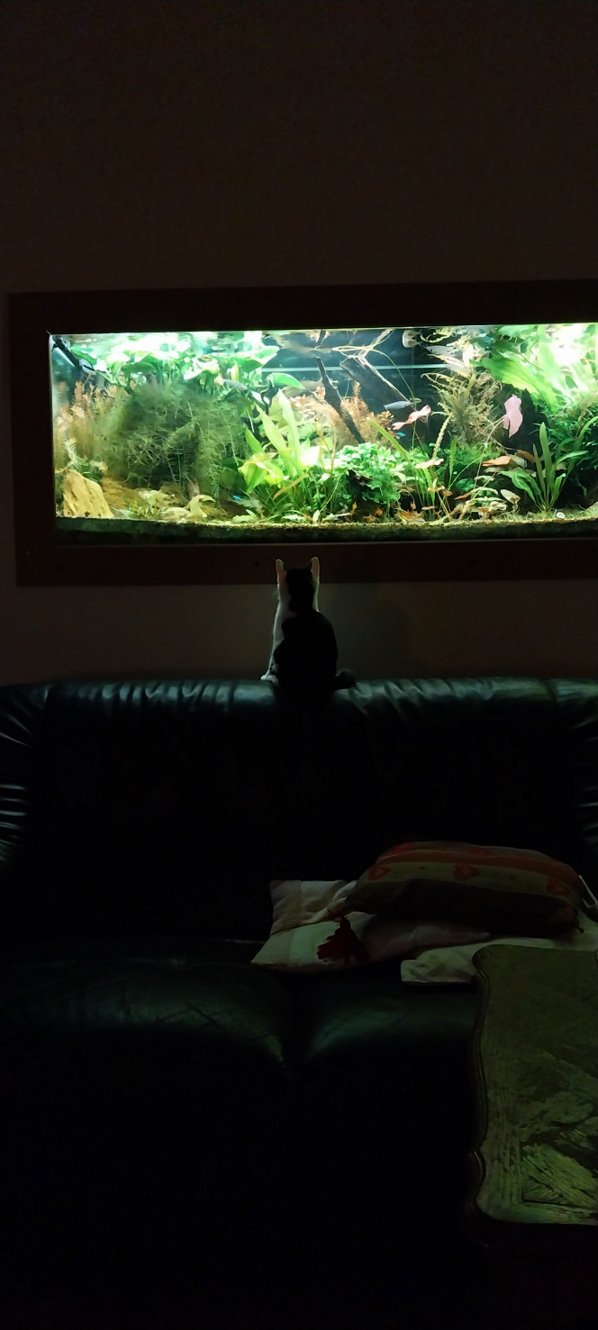 Photographie du post de STK54 