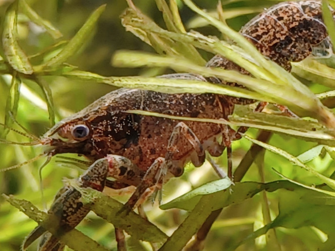 Photographie du post de Dimu 