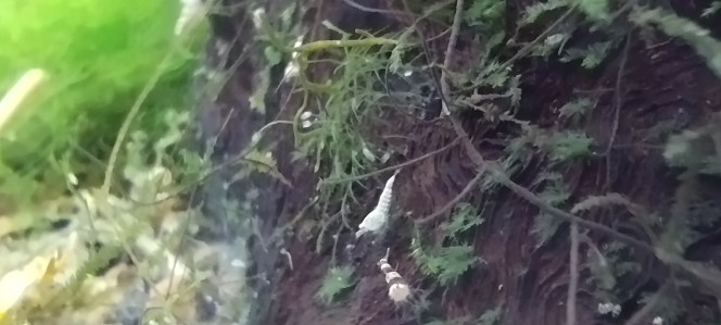 Photographie du post de Olivier1977 