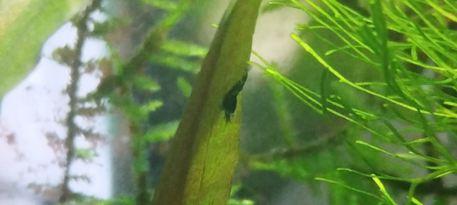 Photographie du post de Olivier1977 