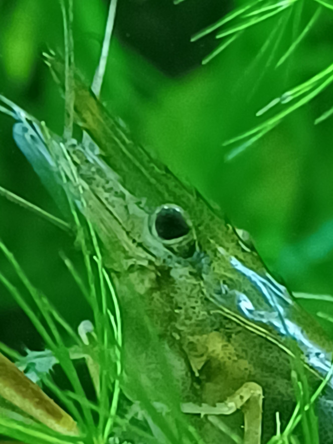 Photographie du post de Dimu 