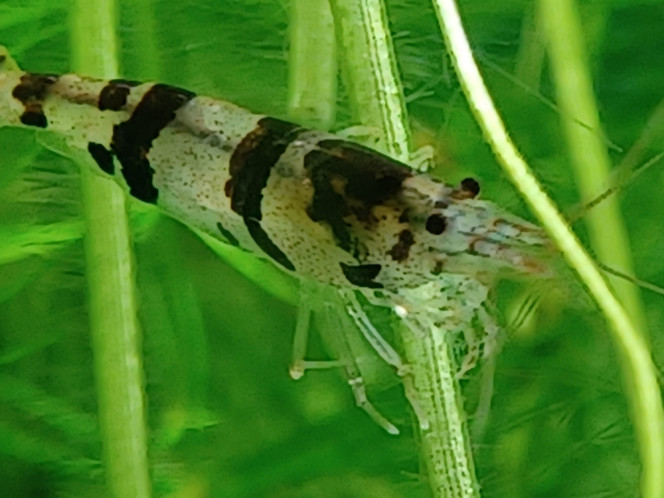 Photographie du post de Dimu 