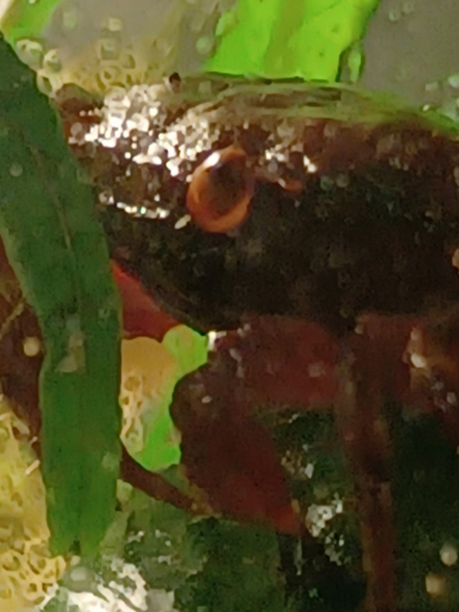 Photographie du post de Dimu 