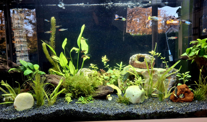  Morceaux de vie dans l'aquarium... 
Madame pseudogastomyson myersi fait bronzette pendant que sa collègue cohabite avec Madame Neocaridina Sakura, bébé kuhli prend ses marques sur l'aimant en compagnie des otocinclus, bref tout le monde va bien. 

Prochain chantier: changer une partie du sol pour du sable fin et plus doux pour les cory et kuhlis.