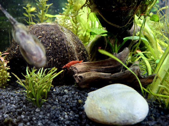  Morceaux de vie dans l'aquarium... 
Madame pseudogastomyson myersi fait bronzette pendant que sa collègue cohabite avec Madame Neocaridina Sakura, bébé kuhli prend ses marques sur l'aimant en compagnie des otocinclus, bref tout le monde va bien. 

Prochain chantier: changer une partie du sol pour du sable fin et plus doux pour les cory et kuhlis.