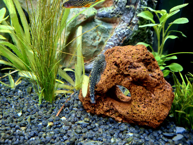  Morceaux de vie dans l'aquarium... 
Madame pseudogastomyson myersi fait bronzette pendant que sa collègue cohabite avec Madame Neocaridina Sakura, bébé kuhli prend ses marques sur l'aimant en compagnie des otocinclus, bref tout le monde va bien. 

Prochain chantier: changer une partie du sol pour du sable fin et plus doux pour les cory et kuhlis.