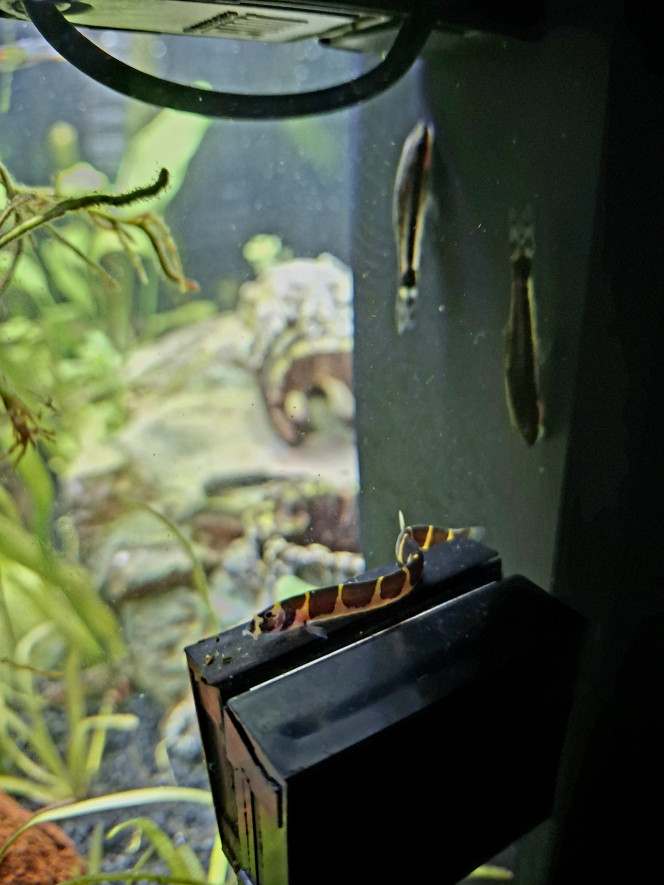  Morceaux de vie dans l'aquarium... 
Madame pseudogastomyson myersi fait bronzette pendant que sa collègue cohabite avec Madame Neocaridina Sakura, bébé kuhli prend ses marques sur l'aimant en compagnie des otocinclus, bref tout le monde va bien. 

Prochain chantier: changer une partie du sol pour du sable fin et plus doux pour les cory et kuhlis.