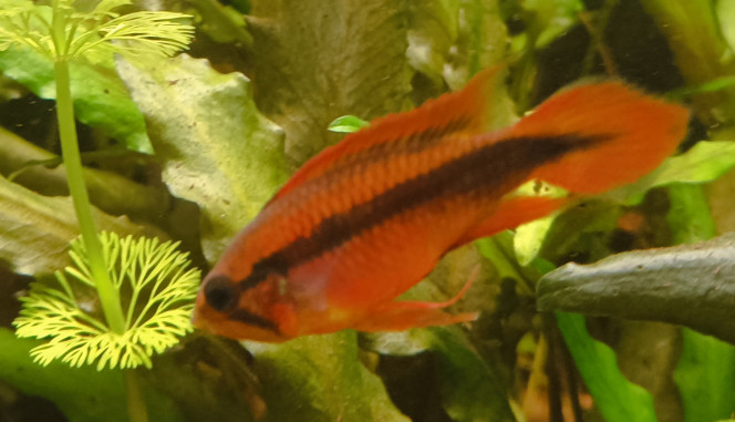 Photographie du post de Racatrien 