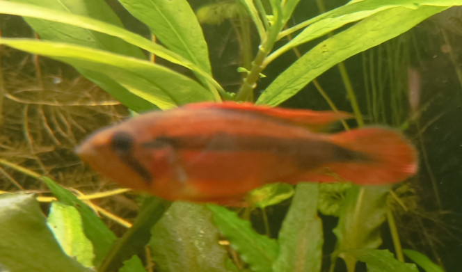 Photographie du post de Racatrien 