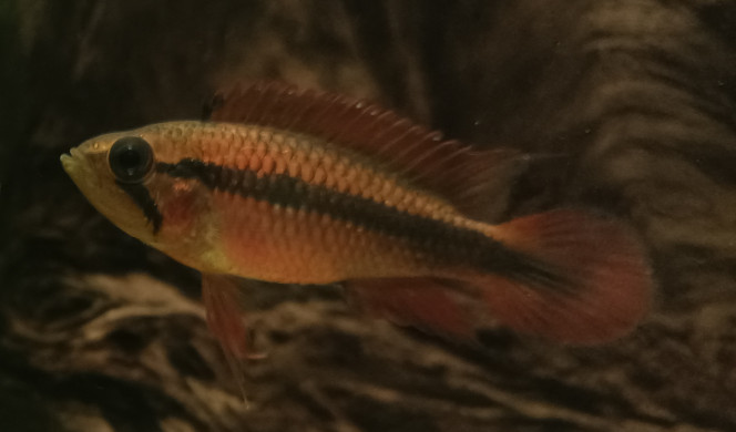 Photographie du post de Racatrien 