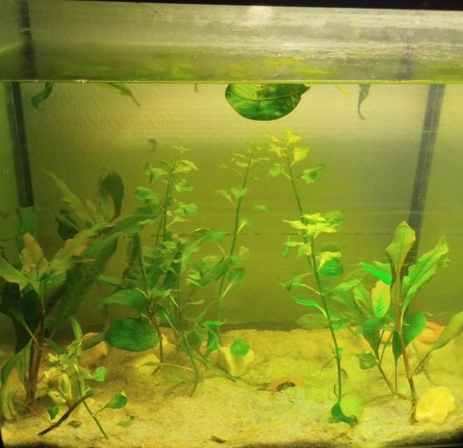 Photographie du post de Sombre_aquatique 