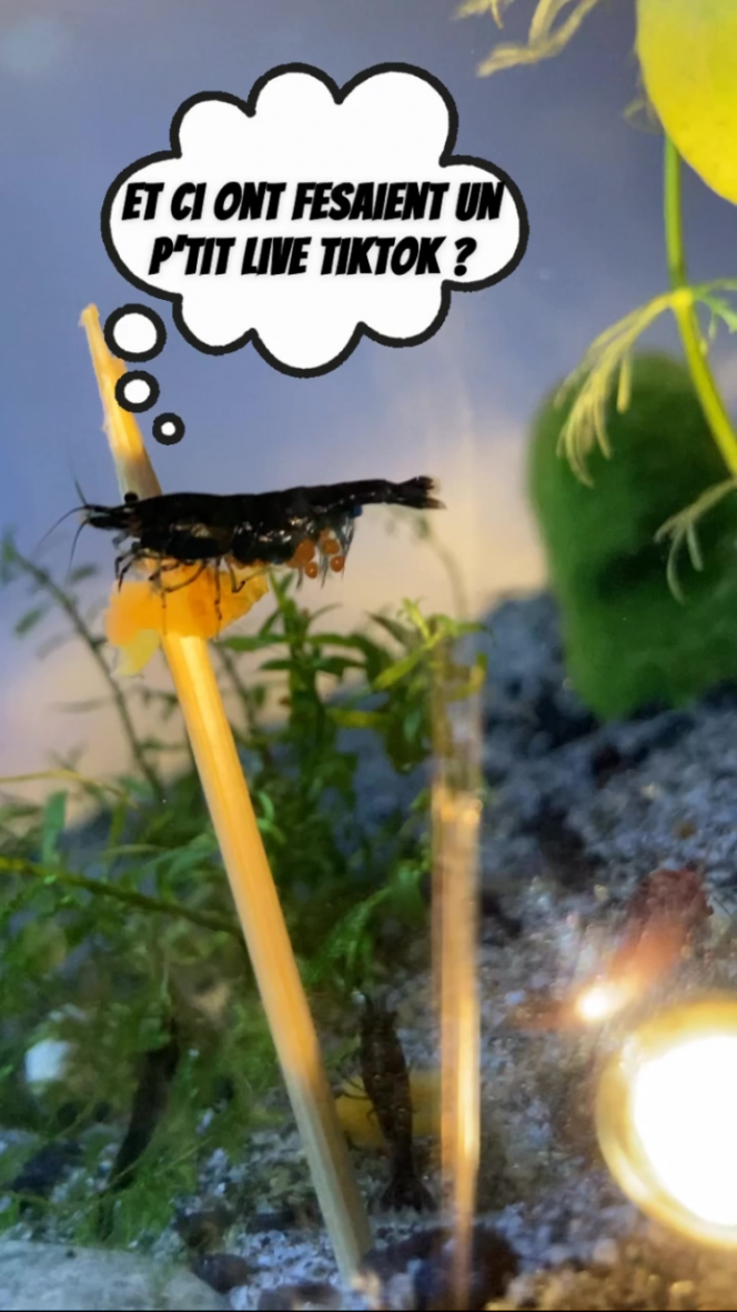 Photographie du post de Fishnships 