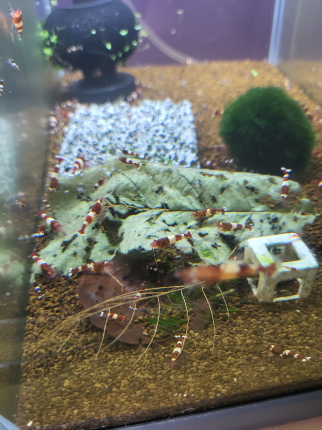 Photographie du post de Tedd80 