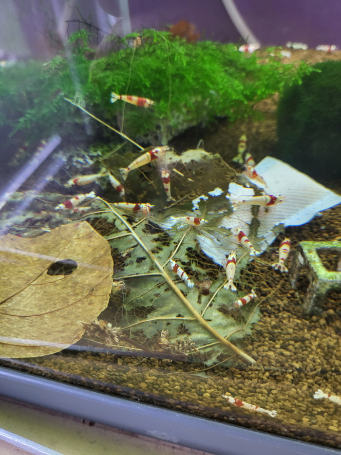 Photographie du post de Tedd80 