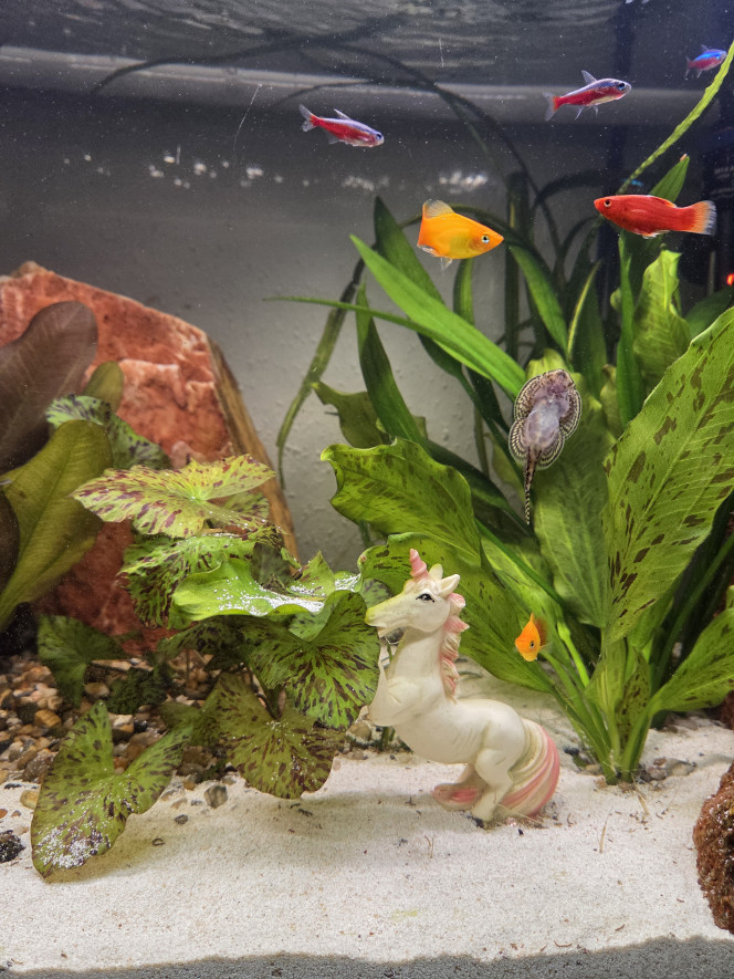 La déco qu'on ne choisit pas La Licorne des enfants