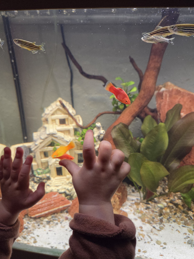 Observer, mieux que les écrans Les petites mains