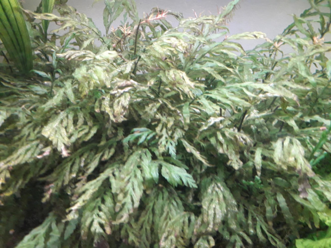 Photographie du post de flow48 