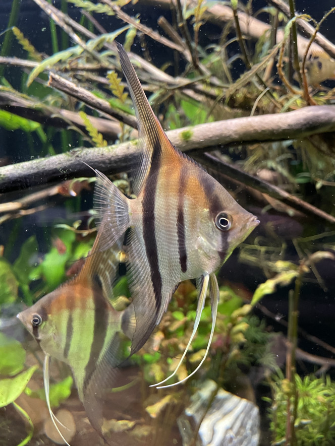 Mes bébés grandissent bien ! Les plus grands font une bonne dizaine de cm de hauteur maintenant !