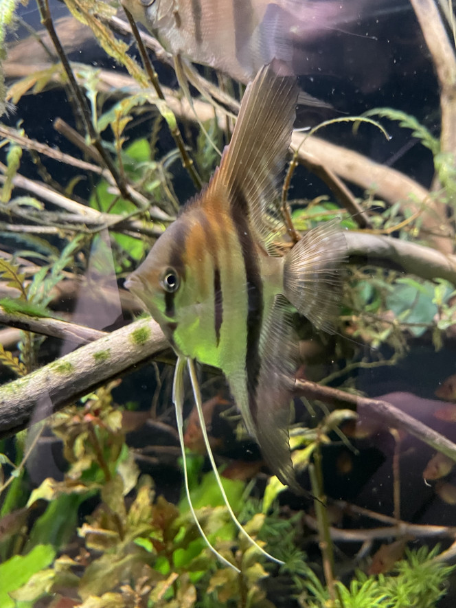 Mes bébés grandissent bien ! Les plus grands font une bonne dizaine de cm de hauteur maintenant !